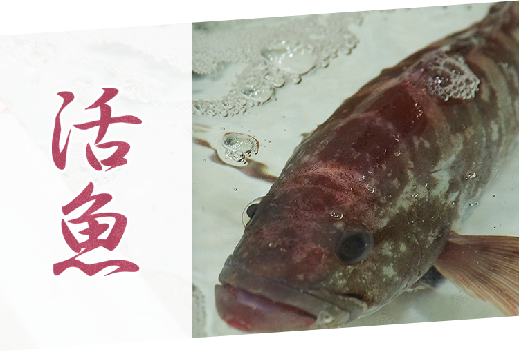 活魚一例